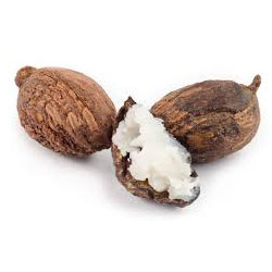 kakao plodovi